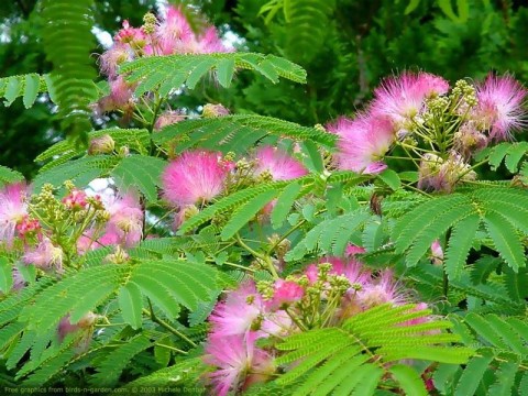 Albizia julibrissin (Arborele de mătase)